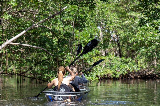 Clear Kayak Tour in North Miami Beach - Mangrove Tunnels - Starting at East Greynolds Park