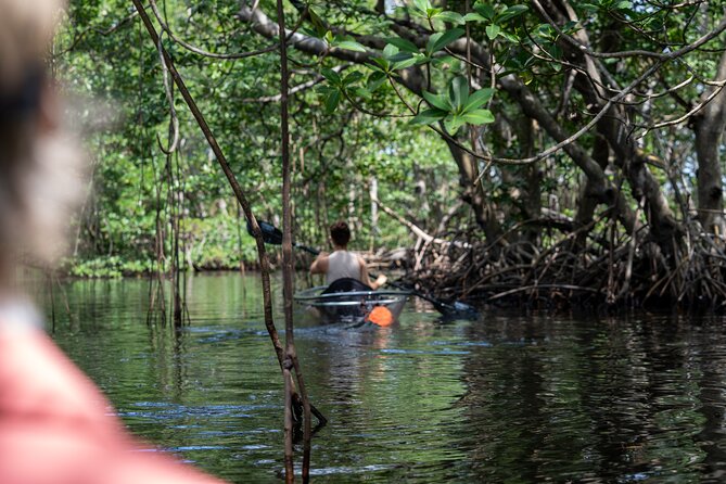 Clear Kayak Tour in North Miami Beach - Mangrove Tunnels - Wildlife depends on tide, weather, and luck