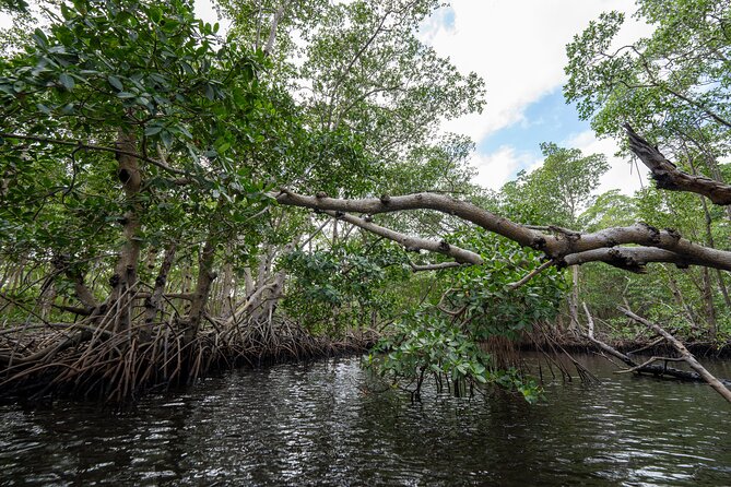 Clear Kayak Tour in North Miami Beach - Mangrove Tunnels - Why the tide can change your route