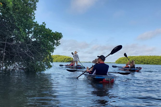 Clear Kayak Tour of Shell Key Preserve and Tampa Bay Area - What the two-hour Shell Key paddle is really like