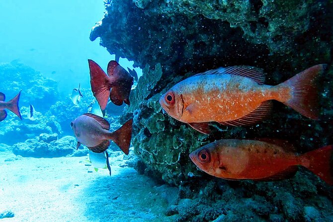 Clear Kayak Tour with Pontoons and Optional Snorkeling-Unlimited - Who should book this Maui kayak tour?