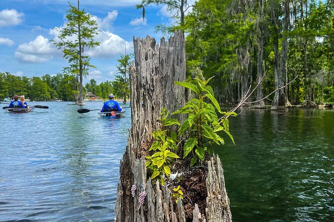 Clear Kayaking Eco Adventure Tour in Marianna - Wildlife, birds, and the guide’s role