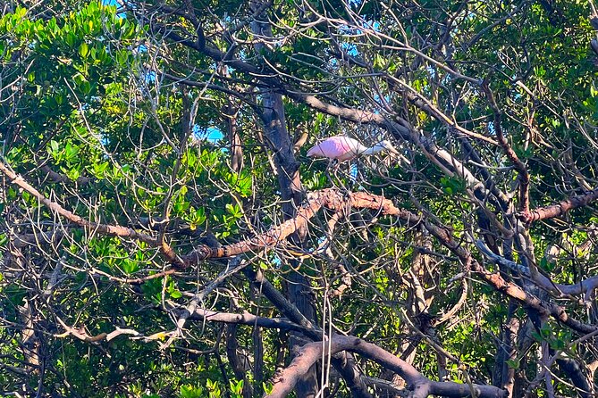 Clear/Standard Kayak Self Guided Island EcoTour Bonita Springs! - A peaceful start at Big Hickory