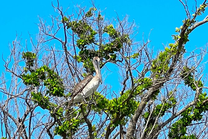 Clear/Standard Kayak Self Guided Island EcoTour Bonita Springs! - Choosing between a standard and clear kayak