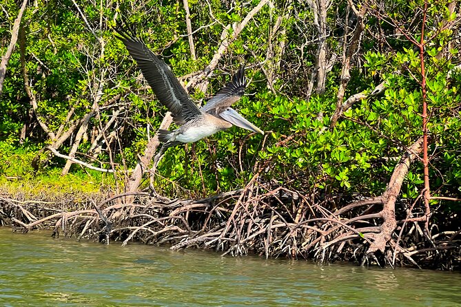 Clear/Standard Kayak Self Guided Island EcoTour Bonita Springs! - Weather, flexibility, and the practical details