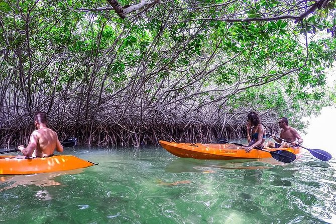 Clearbottom Mangrove Kayak & Snorkel tour - Why Lac Bay’s Mangroves Are Worth Your Morning