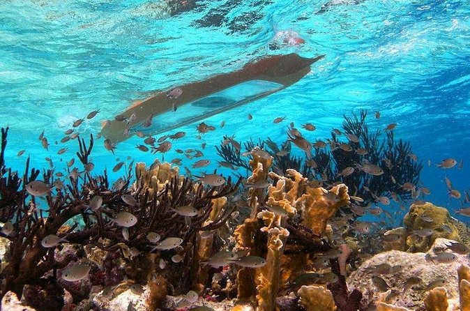 Clearbottom Mangrove Kayak & Snorkel tour - Is $59 a Fair Price?