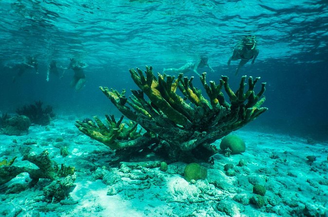 Clearbottom Mangrove Kayak & Snorkel tour - Who Will Enjoy This Tour Most