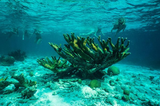 Clearbottom Mangrove Kayak & Snorkel tour - Booking, Cancellation, and Timing Tips