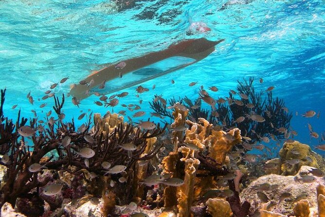 Clearbottom Mangrove Kayak & Snorkel tour - Inside the Mangrove Tunnels