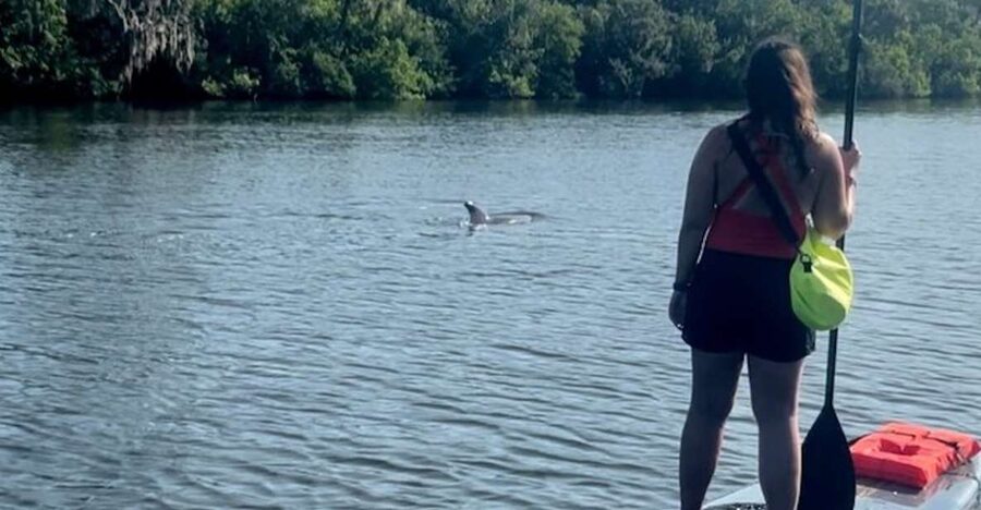 Cocoa Beach: Dolphin and Manatee Kayak or Paddle Tour - Paddling through the mangrove waterways