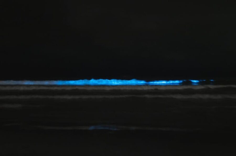 Cocoa Beach/Merritt Island:Bioluminescent kayak tour - Finding glowing comb jellies beyond summer