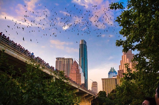 Congress Bridge Kayaking Bat Tour - Who should book this kayak tour
