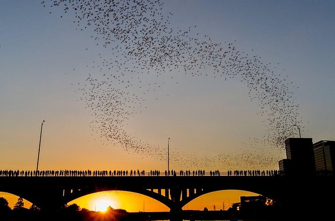 Congress Bridge Kayaking Bat Tour - What the ratings tell you