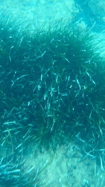 Costa Brava: Sant Feliu de Guíxols Kayak & Snorkel Tour - Who will enjoy this tour most