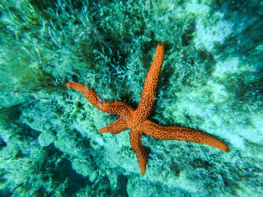 Costa Brava: Sea Caves Kayaking and Snorkeling Tour - What the $40 price really covers