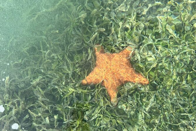 Crystal Kayak & Snorkel Eco Tour (with transfer) - Price, transfers, and what you receive