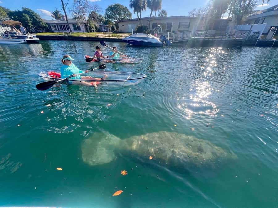 Crystal River: Clear Kayak Manatee Tour w/Free Photo Package - Why Crystal River is such a good place for a manatee tour