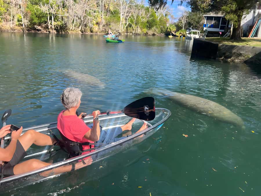 Crystal River: Clear Kayak Manatee Tour w/Free Photo Package - Two kayak choices, two different ways to see the bay