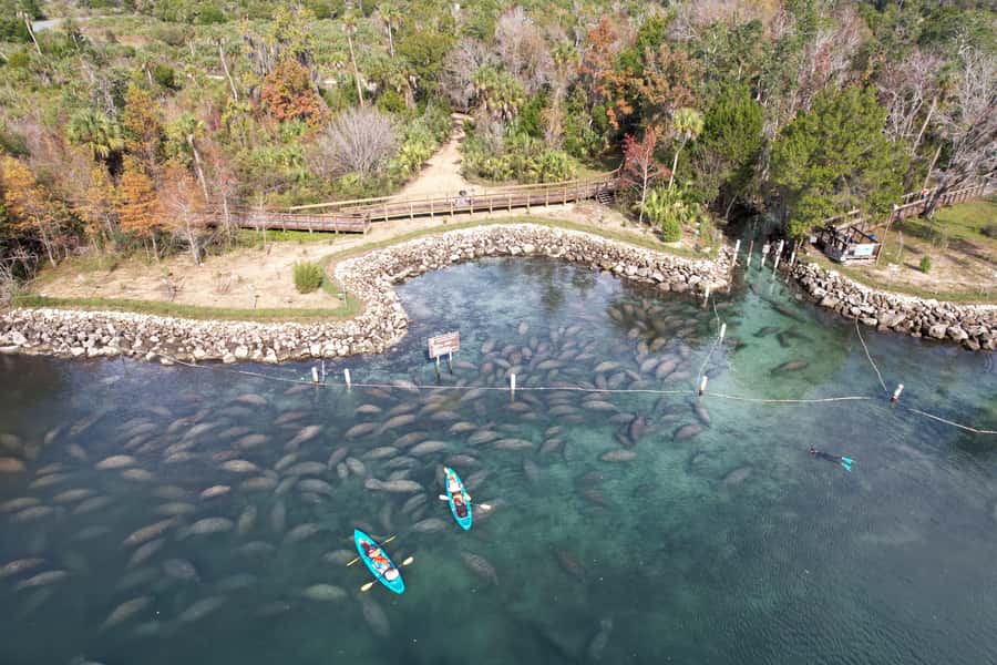 Crystal River: Clear Kayak Manatee Tour w/Free Photo Package - Watching manatees without disturbing them