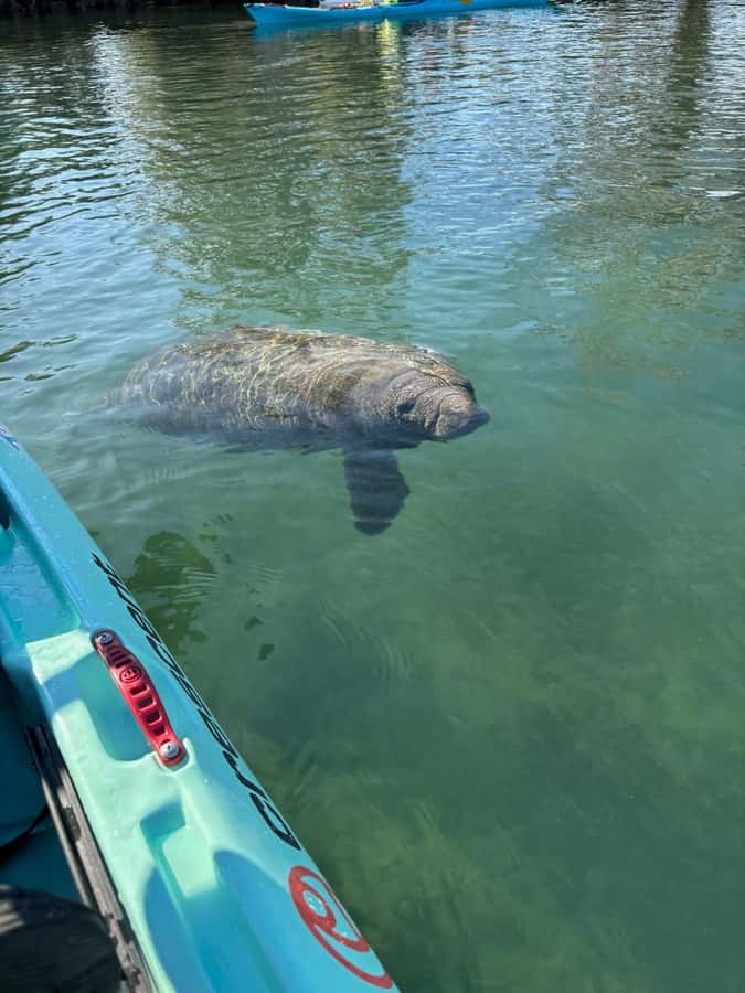Crystal River: Clear Kayak Manatee Tour w/Free Photo Package - Three Sisters Springs and the changing route