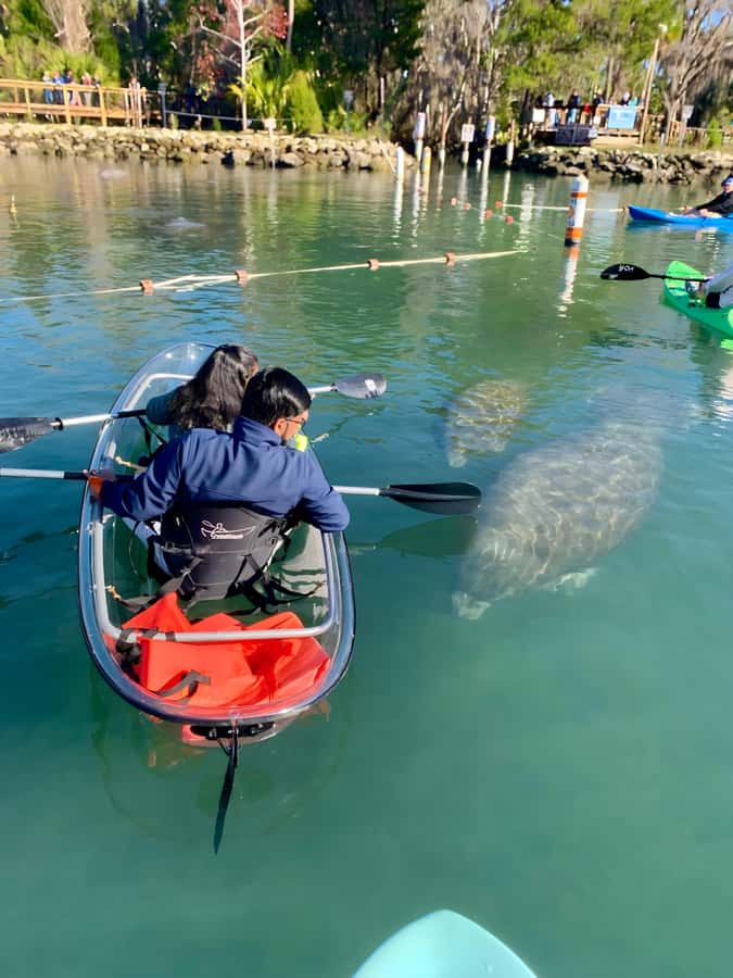 Crystal River: Clear Kayak Manatee Tour w/Free Photo Package - Is $63 a fair price?