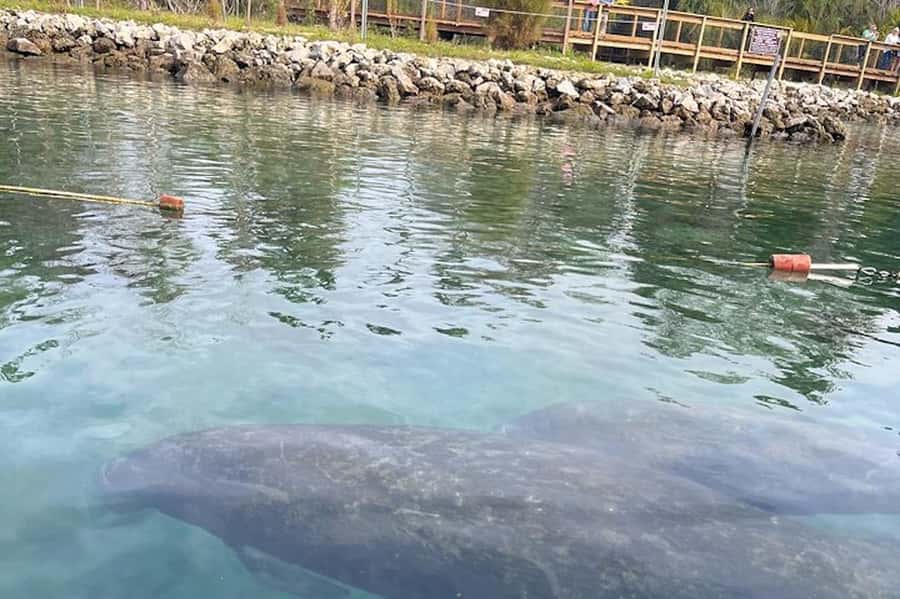 Crystal River: Guided Kayak Tour with Manatee Encounters - Starting from Paddletail Waterfront Lodge