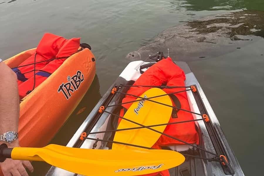 Crystal River: Guided Kayak Tour with Manatee Encounters - Paddling through Kings Bay