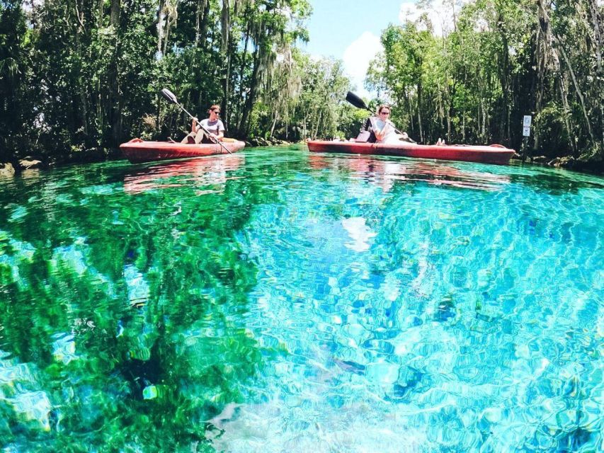 Crystal River: Kayak Rental - Finding Manatees and Other Wildlife