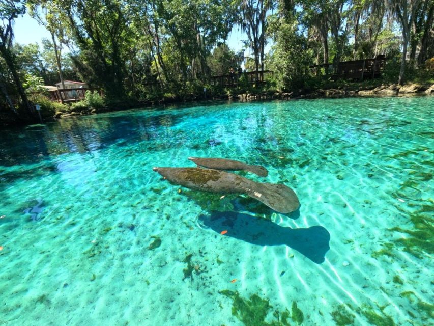 Crystal River: Kayak Rental - Choosing Between Two and Eight Hours