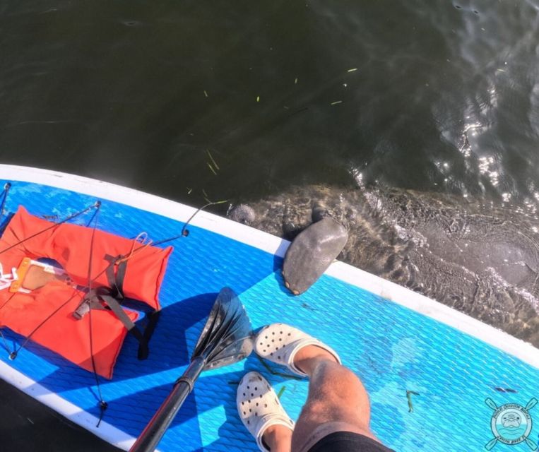 Crystal River: Paddle Board Rental - Getting started on a stable paddleboard