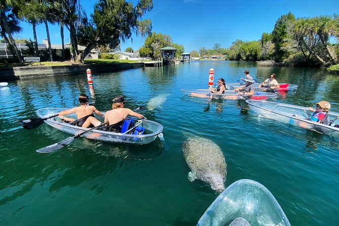 Crystal River Three Sisters Springs and Manatee Clear Kayak Tours - Wildlife is the reward, but not the guarantee