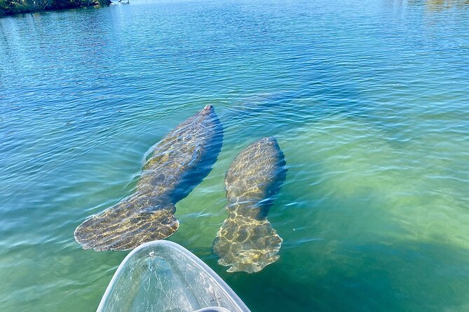 Crystal River Three Sisters Springs and Manatee Clear Kayak Tours - April through November: Three Sisters Springs and swimming