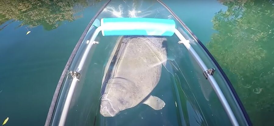 Crystal River: Three Sisters Springs Eco Tour by Clear Kayak - Why the clear kayak matters on Crystal River