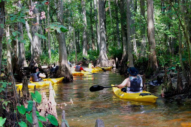Cypress Forest: Guided Nature Kayak Eco-Tour - Key things to know before you paddle