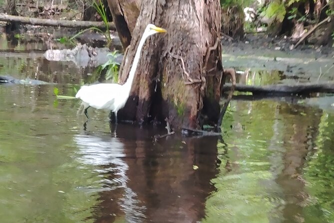 Cypress Forest: Guided Nature Kayak Eco-Tour - Practical details that make the day easier