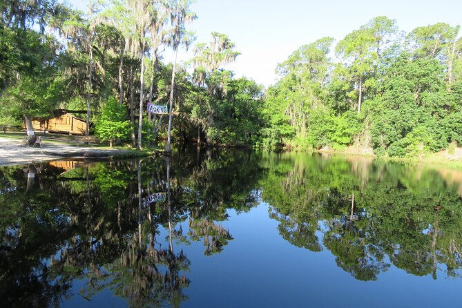 Cypress Forest: Guided Nature Kayak Eco-Tour - Entering the cypress forest beneath the canopy