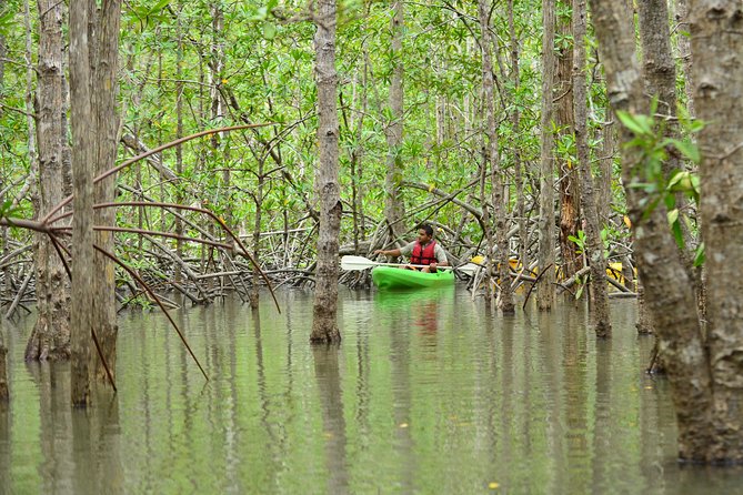 Damas Island Mangrove Kayaking Tour from Manuel Antonio - Families, beginners, and cruise passengers
