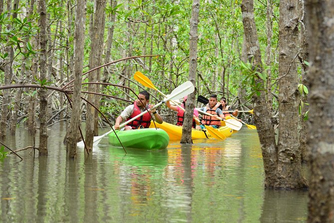Damas Island Mangrove Kayaking Tour from Manuel Antonio - Wildlife watching among the roots