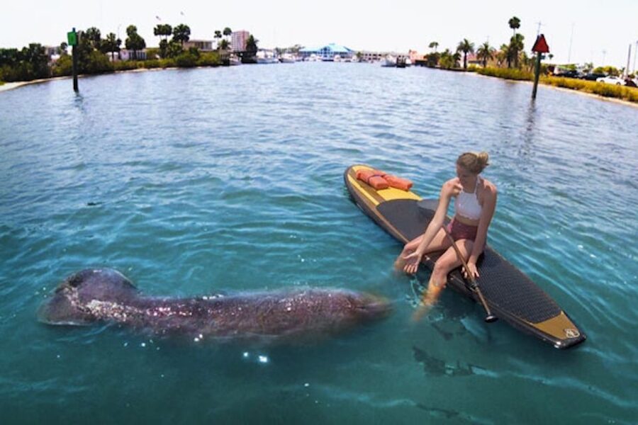 Daytona Beach: Guided Kayaking or Standup Paddling Tour - Watching for Manatees, Dolphins, and Smaller Wildlife