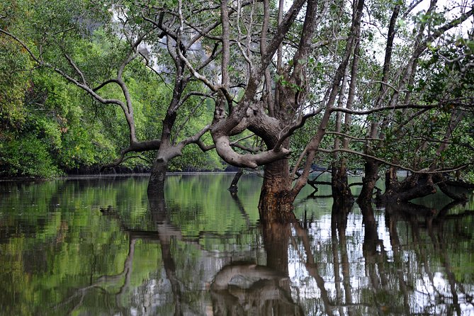 Deep Mangrove and Canyon Kayak Tour in Krabi - How good is the $42.35 value?