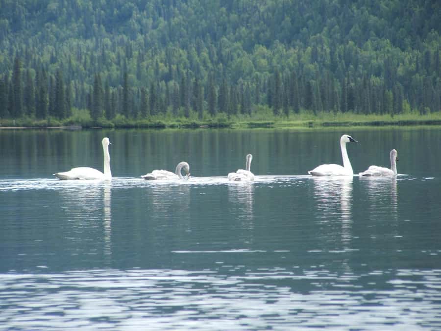 Denali State Park: Guided Byers Lake Kayaking Tour - Easy instruction before you paddle