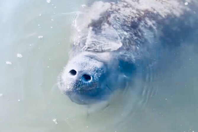 Dolphin and Manatee Kayak and SUP Adventure Tour of Cocoa Beach - Paddling into the Banana River refuge