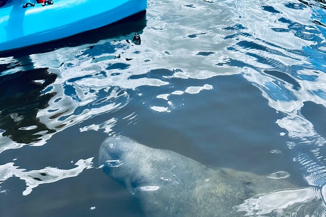 Dolphin and Manatee Kayak and SUP Adventure Tour of Cocoa Beach - What the $65 price really covers