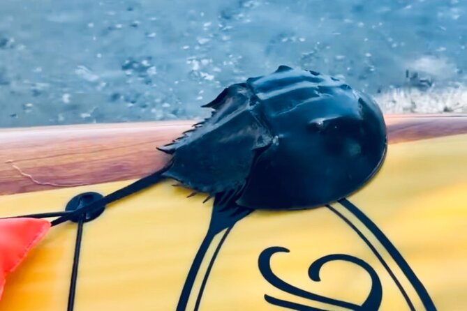 Dolphin and Manatee Kayak and SUP Adventure Tour of Cocoa Beach - Who will enjoy this Cocoa Beach tour?