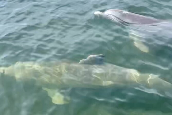 Dolphin and Manatee Kayak and SUP Adventure Tour of Cocoa Beach - Should you book the Dolphin and Manatee Adventure?