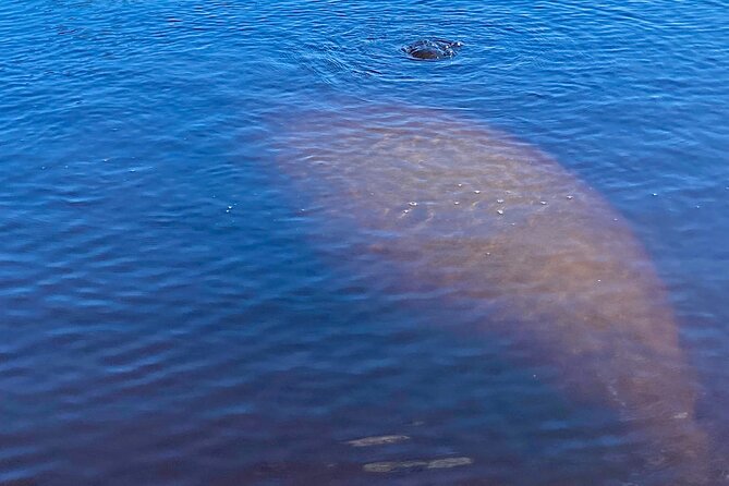 Dolphin and Manatee Kayak Tour of Daytona Beach - Weather, timing, and practical planning