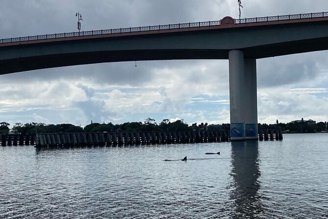 Dolphin and Manatee Stand Up Paddleboard Tour in Daytona Beach - Canals, Shallow Water, and Wildlife Search