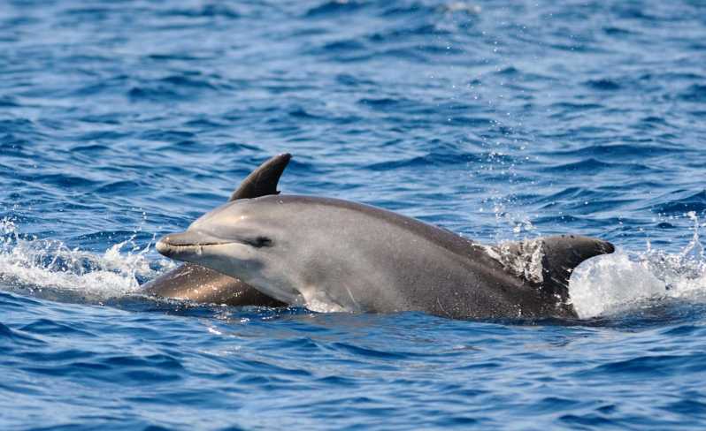 Dolphin Kayak Safari at Sunset at Golfo Aranci - Meeting the guide at Prima Spiaggia
