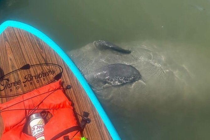 Dolphin, Manatee and SeaTurtle SUP Adventure Tour of St Augustine - Choosing between a kayak and a paddleboard